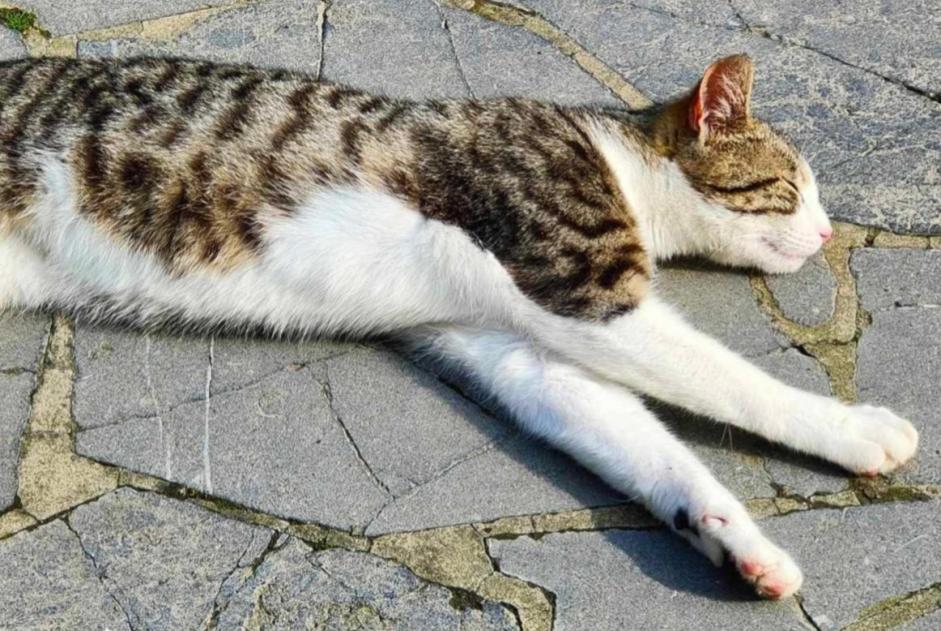 Katze Vermisst in Fontaine-l'Évêque (Hainaut, Belgien)  - Verlust Pet Alert Meldung Nr. 355527