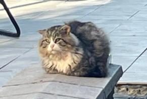 Ontdekkingsalarm Kat Onbekend Sambreville België