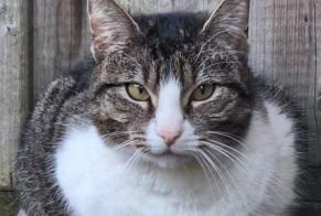 Alerta desaparecimento Gato cruzamento Macho , 5 anos Tienen Belgium
