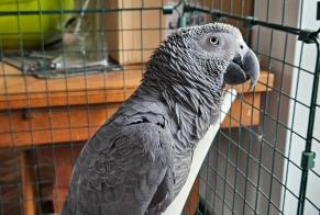Alerta descoberta Pássaro Desconhecido Rixensart Belgium