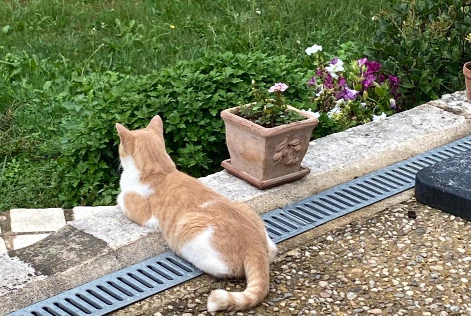 Vermisstmeldung Katze  Männliche , 3 jahre Vergt Frankreich