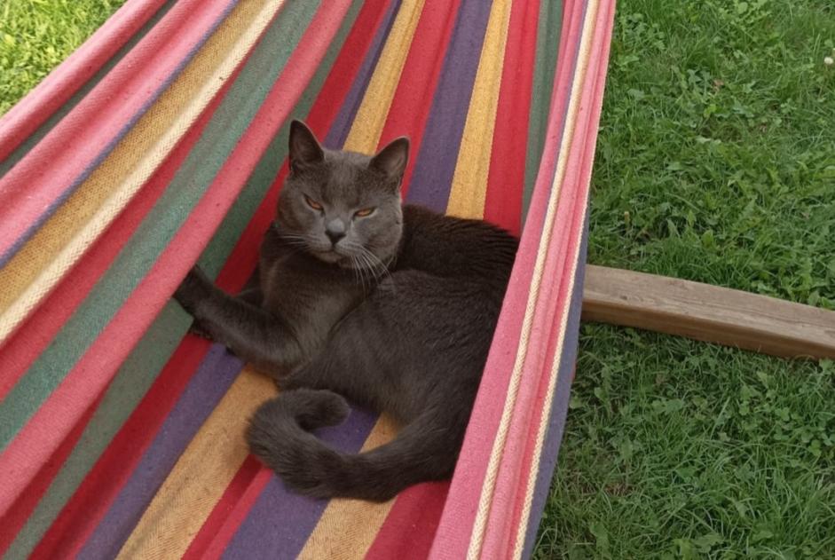Vermisstmeldung Katze  Männliche , 3 jahre Rémilly Frankreich