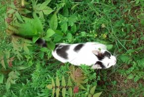 Fundmeldung Katze Weiblich Blaye Frankreich