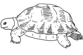 Fundmeldung Schildkröte Unbekannt Saint-Pierre-du-Mont Frankreich
