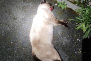 Fundmeldung Katze  Unbekannt Bagneaux-sur-Loing Frankreich