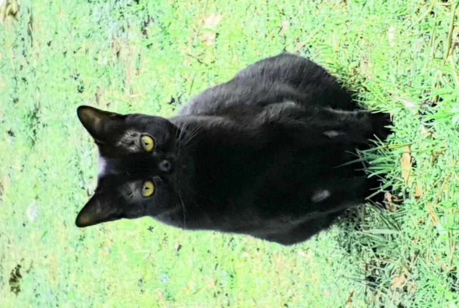 Vermisstmeldung Katze  Weiblich , 4 jahre Ondres Frankreich