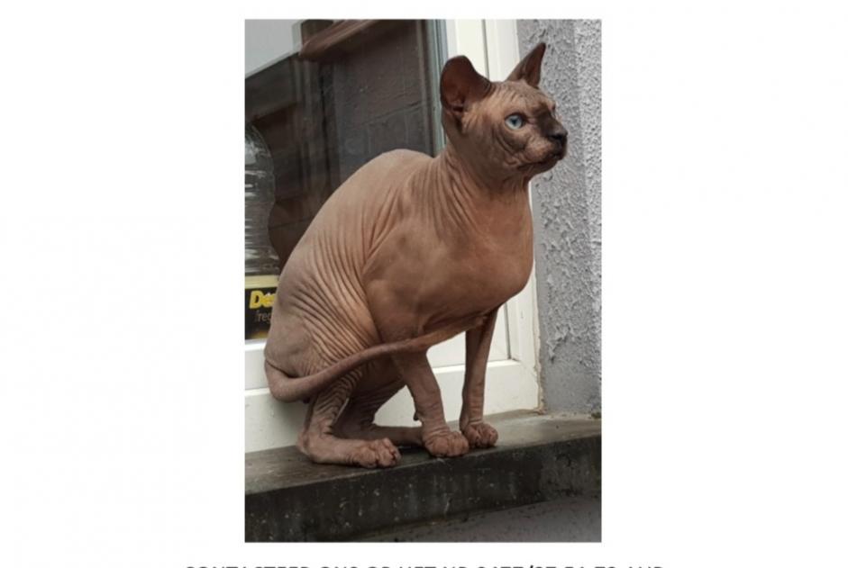 Vermisstmeldung Katze  Männliche , 7 jahre Ninove Belgien