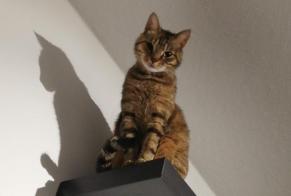 Vermisstmeldung Katze rassenmischung Weiblich , 10 jahre Zaventem Belgien