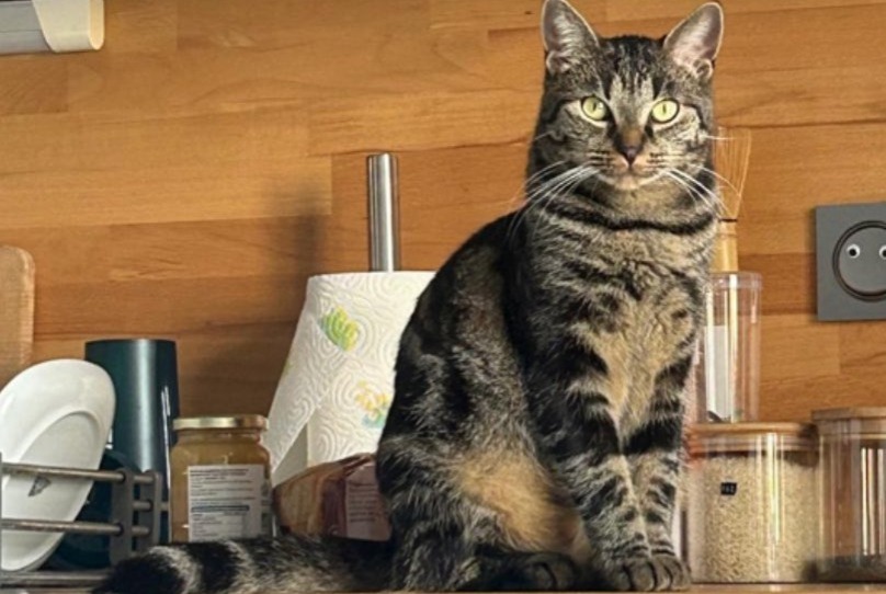 Vermisstmeldung Katze  Weiblich , 2 jahre Chécy Frankreich