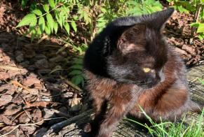 Fundmeldung Katze Weiblich Walcourt Belgien