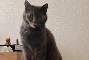 Vermisstmeldung Katze Weiblich , 12 jahre Nyon Schweiz