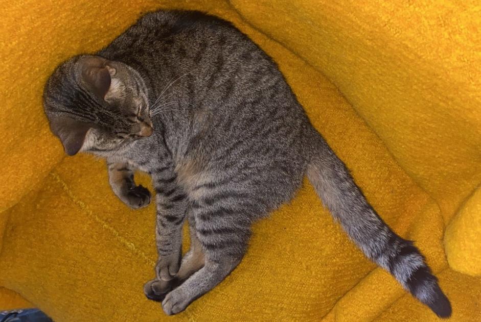 Vermisstmeldung Katze Männliche , 2 jahre Liège Belgien