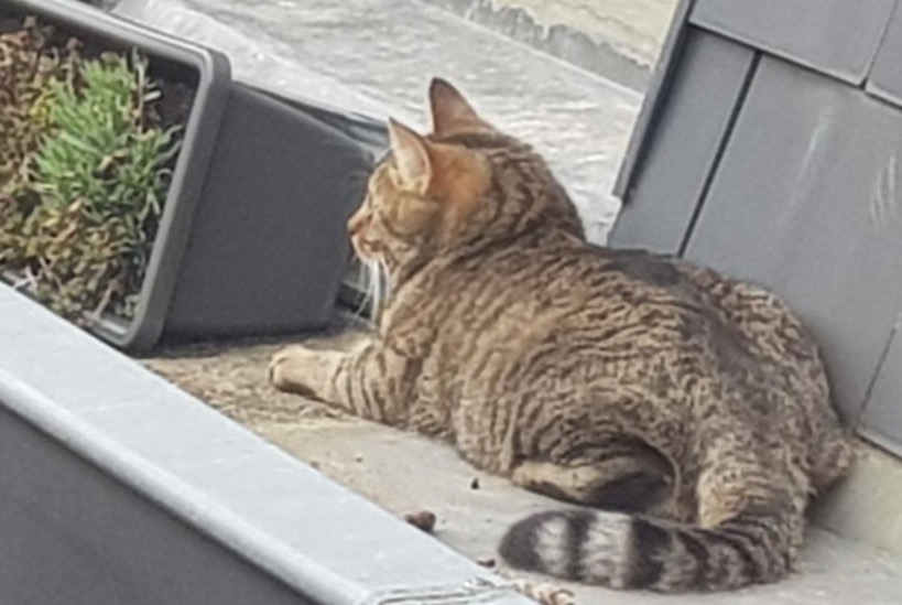 Vermisstmeldung Katze Männliche , 2 jahre Liège Belgien