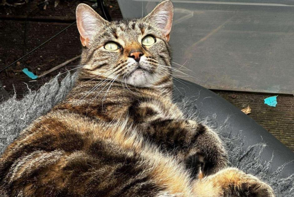 Vermisstmeldung Katze Weiblich , 4 jahre Gembloux Belgien