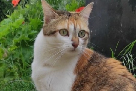 Vermisstmeldung Katze  Weiblich , 4 jahre Nonette-Orsonnette Frankreich