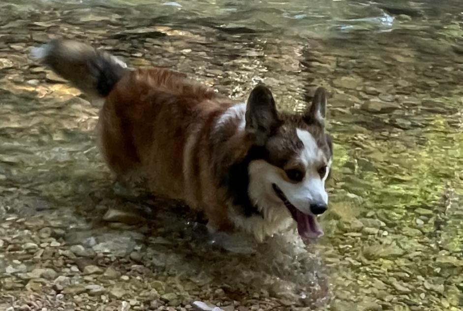 Vermisstmeldung Hund  Männliche , 5 jahre Péry-La Heutte Schweiz