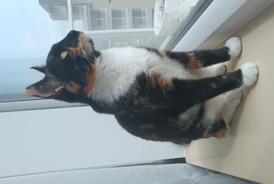 Vermisstmeldung Katze Weiblich , 1 jahre Wavre Belgien