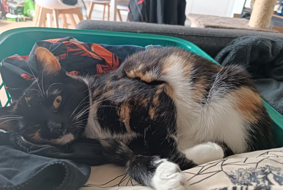 Vermisstmeldung Katze Weiblich , 1 jahre Wavre Belgien