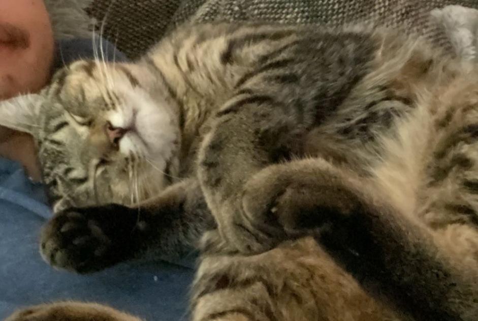 Vermisstmeldung Katze Männliche , 2 jahre Yvonand Schweiz