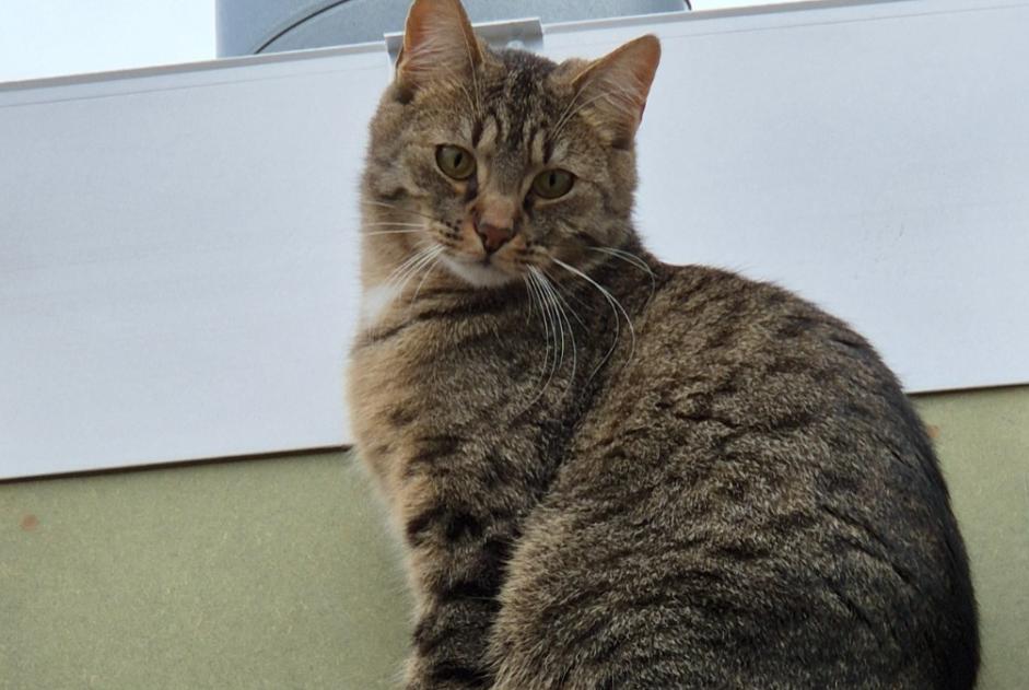 Vermisstmeldung Katze Männliche , 2 jahre Liège Belgien