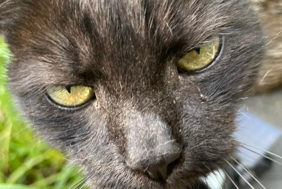 Vermisstmeldung Katze Weiblich , 13 jahre Mons Belgien