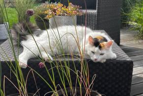 Vermisstmeldung Katze Weiblich , 6 jahre Nyon Schweiz