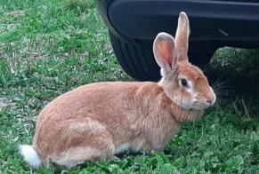 Fundmeldung Hase Unbekannt Soignies Belgien