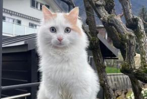 Vermisstmeldung Katze  Weiblich , 1 jahre Villeneuve Schweiz