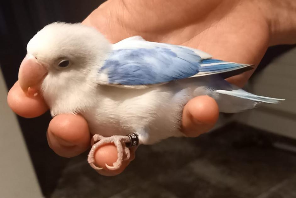 Fundmeldung Vogel Unbekannt Sierre Schweiz