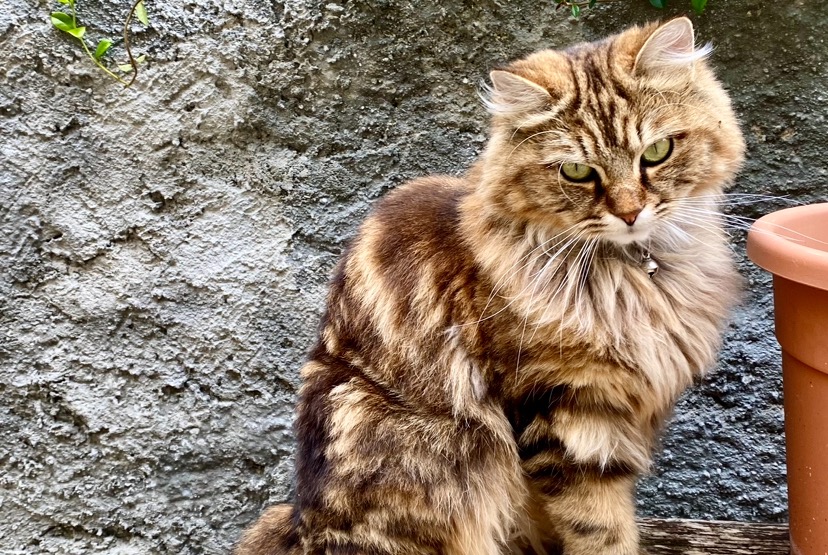 Vermisstmeldung Katze rassenmischung Weiblich , 1 jahre Vevey Schweiz