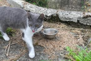 Fundmeldung Katze Unbekannt Heuvelland Belgien