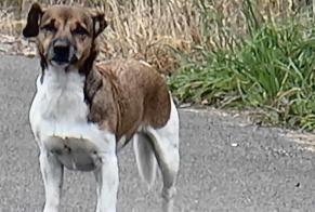 Fundmeldung Hund rassenmischung Unbekannt Beloeil Belgien