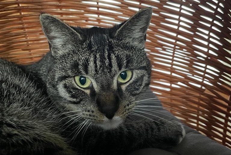 Vermisstmeldung Katze  Männliche , 3 jahre Beloeil Belgien