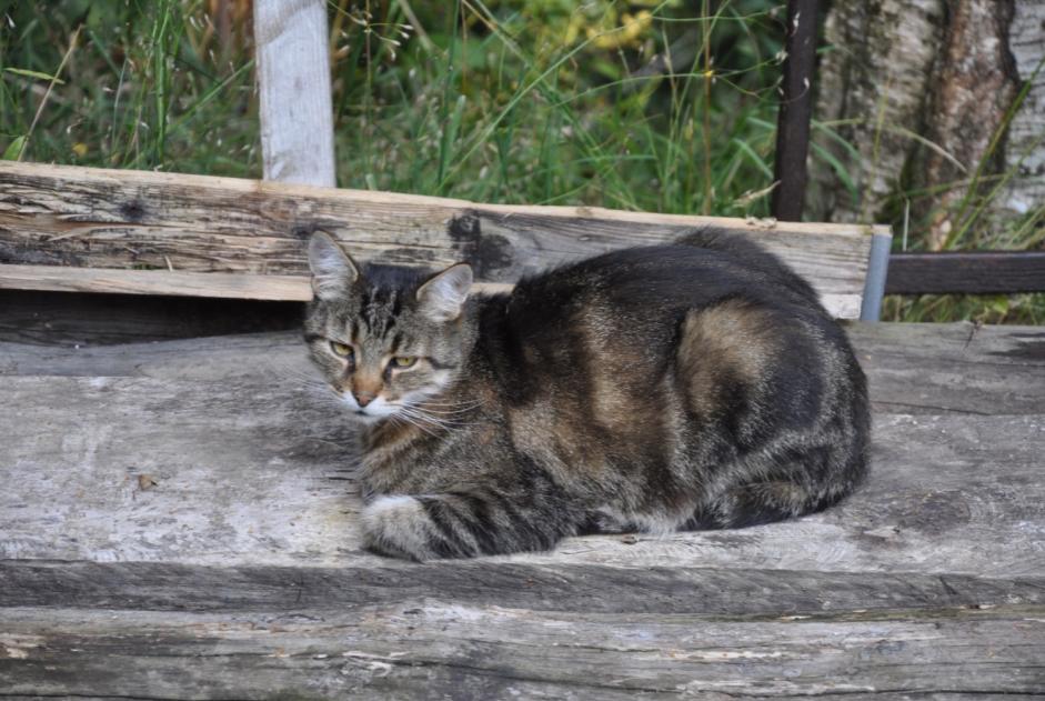 Vermisstmeldung Katze Männliche , 12 jahre Blonay - Saint-Légier Schweiz