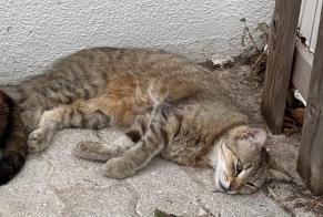 Vermisstmeldung Katze rassenmischung Weiblich , 3 jahre São Domingos de Rana Portugal