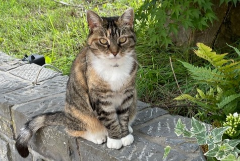 Vermisstmeldung Katze Weiblich , 13 jahre Namur Belgien