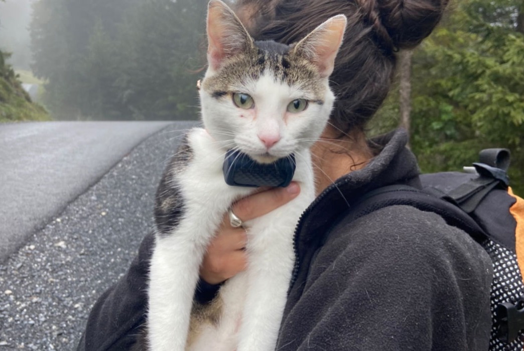 Vermisstmeldung Katze Männliche , 3 jahre Kandersteg Schweiz