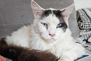 Vermisstmeldung Katze  Männliche , 2 jahre Tintigny Belgien