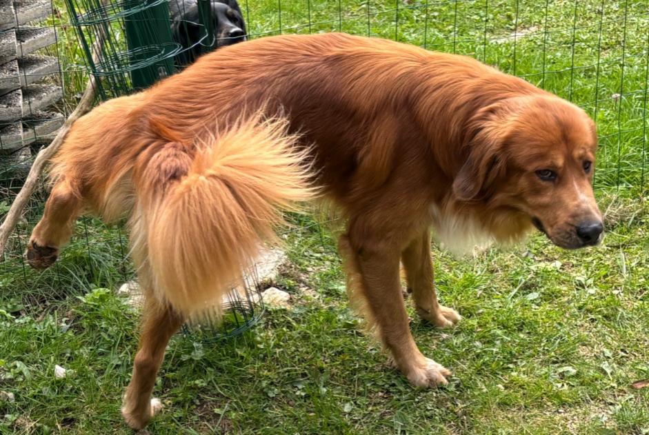 Fundmeldung Hund rassenmischung Männliche Saint-Cergue Schweiz