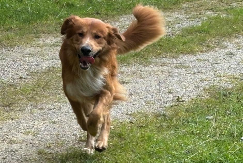 Fundmeldung Hund rassenmischung Männliche Saint-Cergue Schweiz