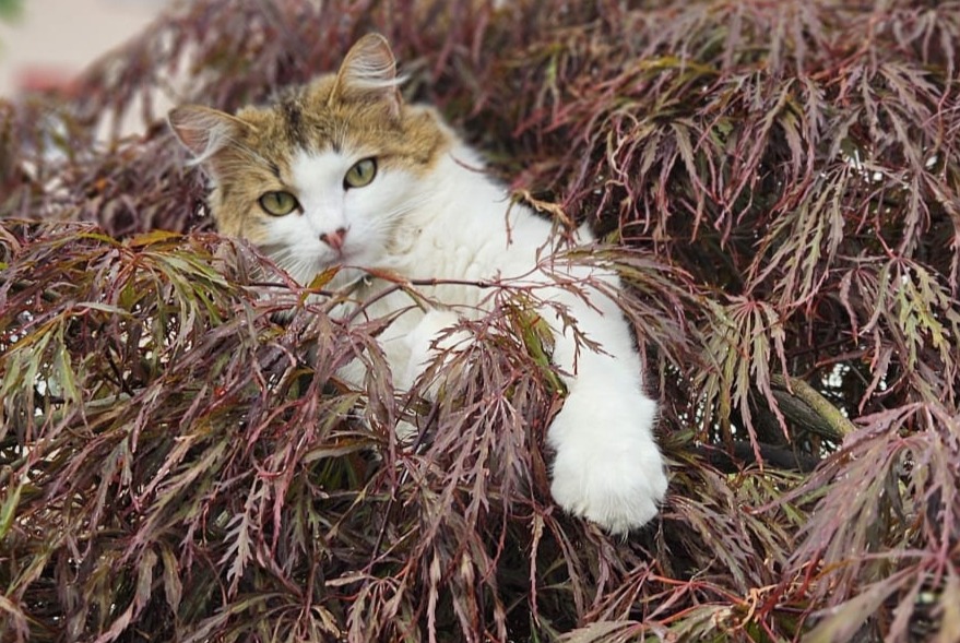 Vermisstmeldung Katze Männliche , 1 jahre Tafers Schweiz