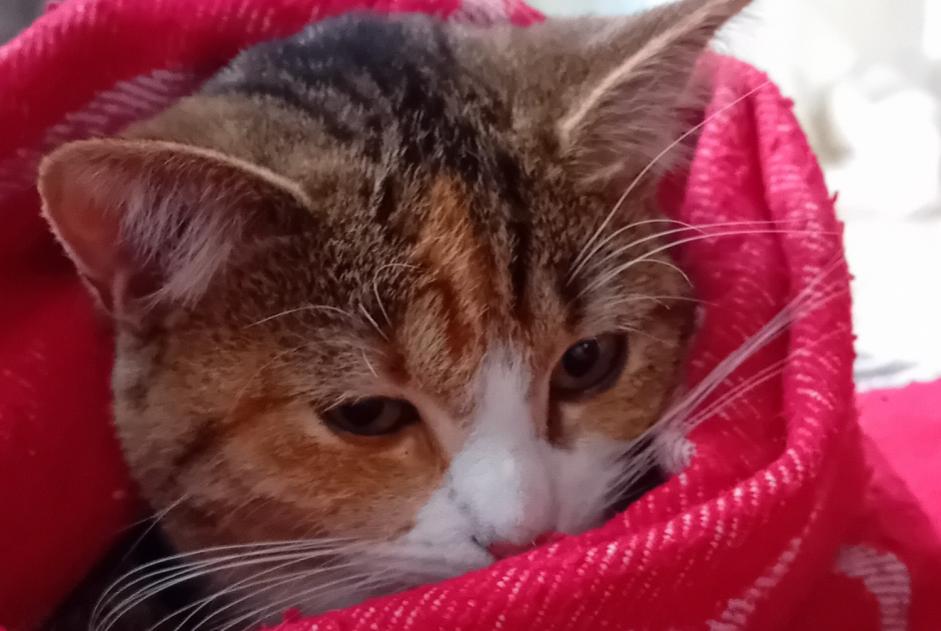 Vermisstmeldung Katze rassenmischung Weiblich , 1 jahre Verviers Belgien