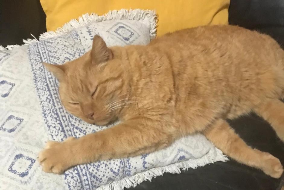 Vermisstmeldung Katze  Männliche , 13 jahre La Corogne Spanien