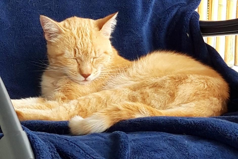 Vermisstmeldung Katze  Männliche , 11 jahre Vallorbe Schweiz