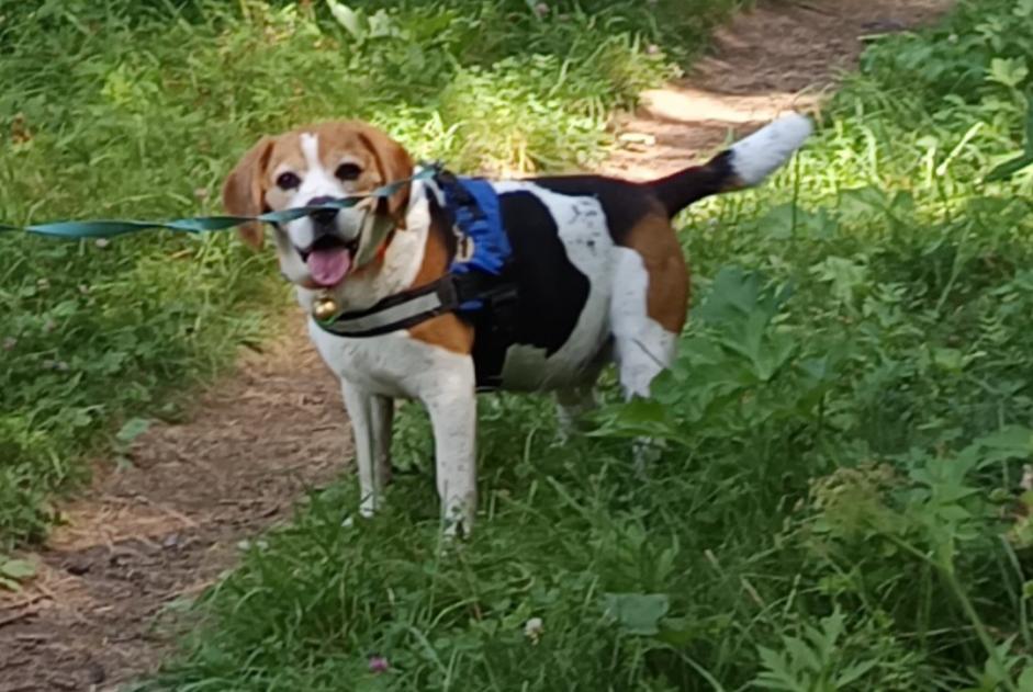 Vermisstmeldung Hund  Männliche , 11 jahre Pertuis Frankreich