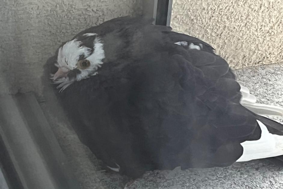 Fundmeldung Vogel Unbekannt Belmont-Broye Schweiz