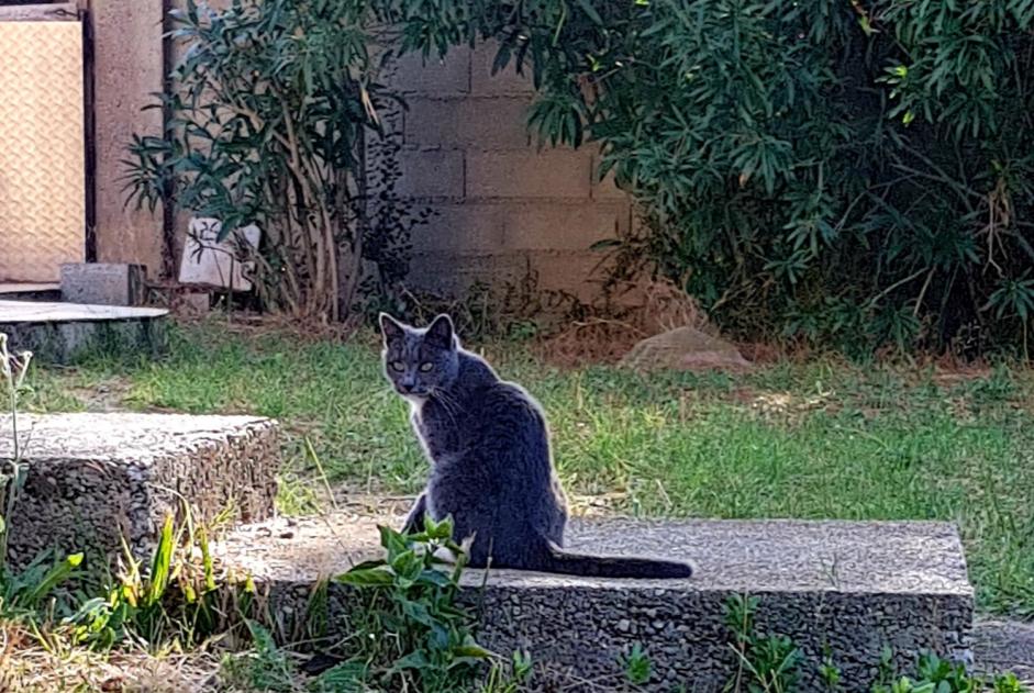 Vermisstmeldung Katze  Weiblich , 7 jahre Auby Frankreich