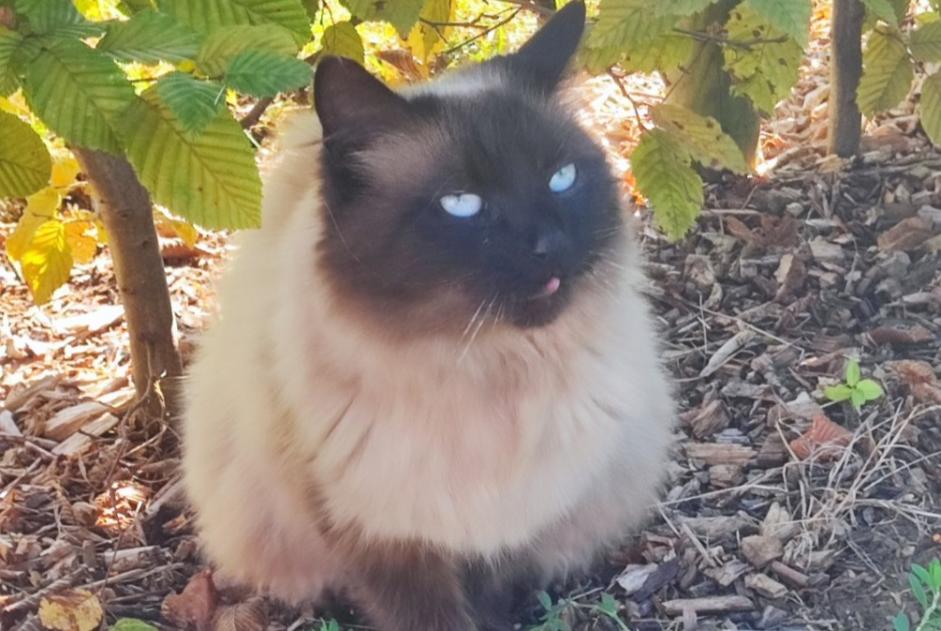 Vermisstmeldung Katze rassenmischung Weiblich , 7 jahre Namur Belgien