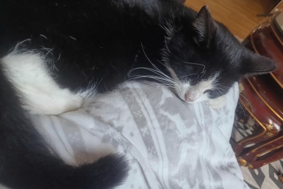 Fundmeldung Katze Männliche , 3 Jahre Namur Belgien