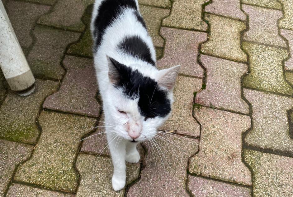 Fundmeldung Katze Männliche Saint-Héand Frankreich